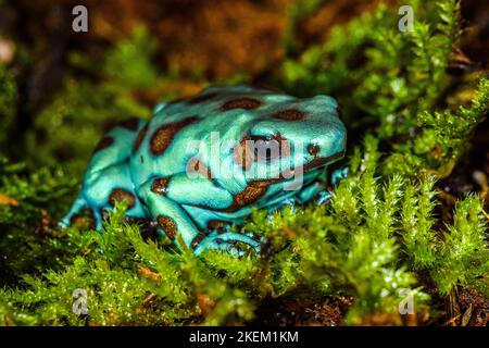 Dendrobates auratus 'micropot', in Gefangenschaft erzogen, untergeschichtige Unternehmen, Eingeborenes in: Panama Stockfoto