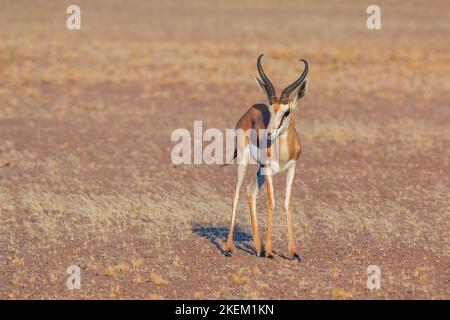Springbok, mittelgroße Antilope im südlichen Teil der Namib-Wüste im Namib-Naukluft-Nationalpark von Namibia. Düne im Hintergrund. Stockfoto