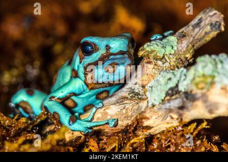 Dendrobates auratus 'micropot', in Gefangenschaft erzogen, untergeschichtige Unternehmen, Eingeborenes in: Panama Stockfoto