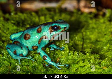 Dendrobates auratus 'micropot', in Gefangenschaft erzogen, untergeschichtige Unternehmen, Eingeborenes in: Panama Stockfoto