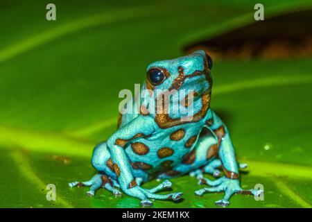 Dendromates auratus 'microspot', in Gefangenschaft erzogen, untergeschichtige Unternehmen, Eingeborenes in: Mittelamerika Stockfoto