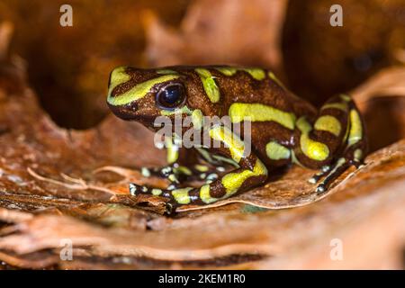 Dendrobates auratus „Tobago“, in Gefangenschaft aufgewachsen, Understory Enterprises, Einheimische von Tobago Island Panama Stockfoto