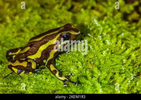 Dendrobates auratus „Tobago“, in Gefangenschaft aufgewachsen, Understory Enterprises, Einheimische von Tobago Island Panama Stockfoto