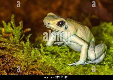 Minze grüner Giftfrosch (Phyllobates terribilis), in Gefangenschaft erzogen, unterschwüngige Unternehmen, Eingeborenes in: Kolumbien Stockfoto