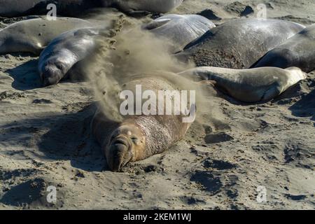 Elefantenrobben decken sich am Elephant Seal Vista Point mit Sand ab Stockfoto