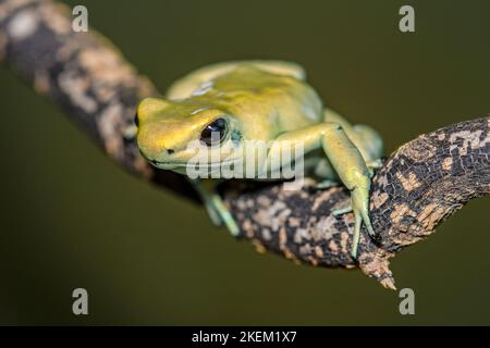 Minzgrüner Giftfrosch (Phyllobates terribilis), in Gefangenschaft erzogen, unterschwüngige Unternehmen, Einheimische: Stockfoto