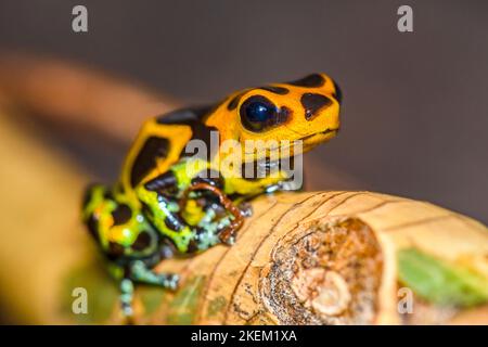 Ranitomeya Imitator 'Chazuta', in Gefangenschaft erzogen, untergeschichtige Unternehmen, Eingeborenes in: Peru Stockfoto