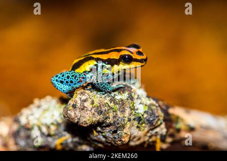 Splash-back, variable Giftfrosch (Ranitomeya variabilis) 'Vradero', gefangen angehoben, Understory Enterprises, Eingeborenes in: Peru Stockfoto