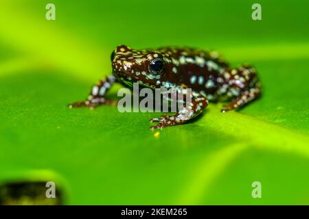 Phantasmaler Giftfrosch oder phantasmaler Giftpfeilfrosch (Epipedobates tricolor) „cielito“, in Gefangenschaft erzogen, Understory Enterprises, Einheimische: Stockfoto