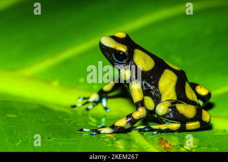 Dendrobates auratus 'kolumbianisch gelb', in Gefangenschaft erzogen, untergeschichtige Unternehmen, Eingeborenes in: Kolumbien Stockfoto