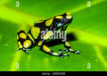 Dendrobates auratus 'kolumbianisch gelb', in Gefangenschaft erzogen, untergeschichtige Unternehmen, Eingeborenes in: Kolumbien Stockfoto