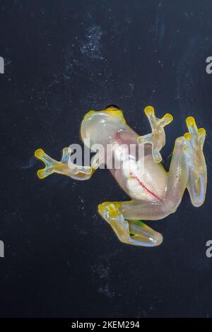 La Palma Glasfrosch - Hyalinobactrachium valerioi, gefangen angehoben, Unterstory Unternehmen, Eingeborenes zu: Costa Rica Stockfoto