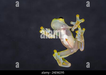 La Palma Glasfrosch - Hyalinobactrachium valerioi, gefangen angehoben, Unterstory Unternehmen, Eingeborenes zu: Costa Rica Stockfoto