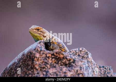 Gewöhnlicher Chuckwalla (Sauromalus ater), der auf einem Felsen ruht, Grand Canyon National Park, Arizona, USA Stockfoto