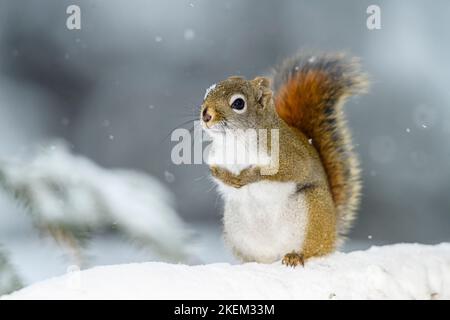 Eichhörnchen (Tamiasciurus hudsonicus), Greater Sudbury, Ontario, Kanada Stockfoto