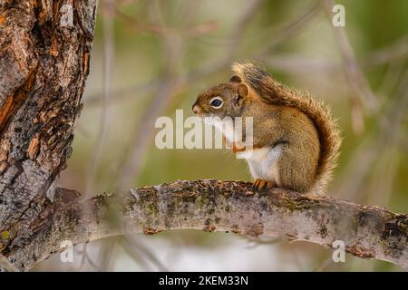 Rotes Eichhörnchen (Tamiasciurus hudsonicus) auf der Nahrungssuche in einem Ahornbaum, Greater Sudbury, Ontario, Kanada Stockfoto