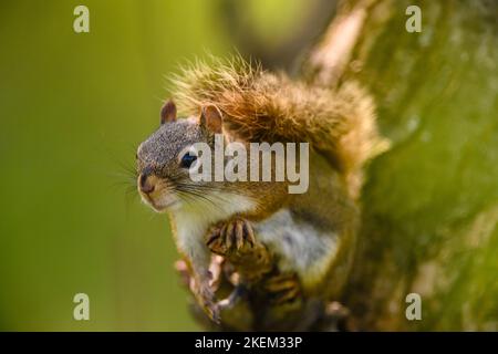 Eichhörnchen (Tamiasciurus hudsonicus), Greater Sudbury, Ontario, Kanada Stockfoto