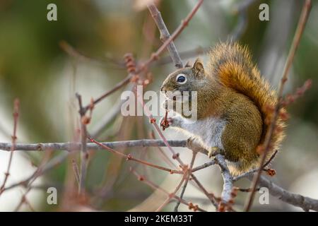 Rotes Eichhörnchen (Tamiasciurus hudsonicus) auf der Nahrungssuche in einem Ahornbaum, Greater Sudbury, Ontario, Kanada Stockfoto