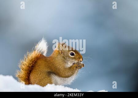 Eichhörnchen (Tamiasciurus hudsonicus), Greater Sudbury, Ontario, Kanada Stockfoto