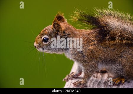 Eichhörnchen (Tamiasciurus hudsonicus), Greater Sudbury, Ontario, Kanada Stockfoto