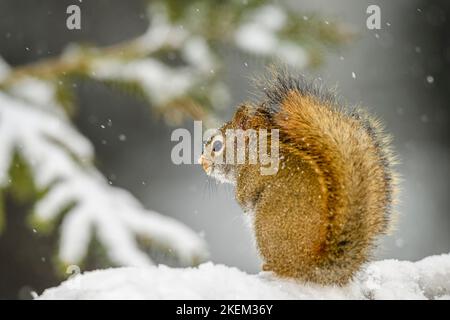 Eichhörnchen (Tamiasciurus hudsonicus), Greater Sudbury, Ontario, Kanada Stockfoto