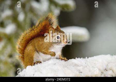 Eichhörnchen (Tamiasciurus hudsonicus), Greater Sudbury, Ontario, Kanada Stockfoto