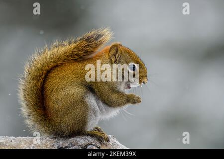 Rotes Eichhörnchen (Tamiasciurus hudsonicus), das in einem Winterfutter im Großraum Sudbury, Ontario, Kanada, isst Stockfoto