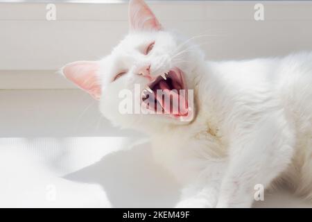 Weiße Katze mit offenem Mund. Schöne, gut gepflegte weiße Katze liegt auf weißem Fensterbrett und gähnt nach dem Schlafen. Haustier-Grinsen. Überraschungsgefühl im Katzengesicht. Hintergrund... Stockfoto