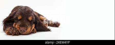 Süße Cocker Spaniel Welpen Hund schlafen Stockfoto