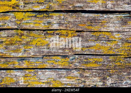 Abstrakter Hintergrund. Altes Holzbrett mit Rissen, die mit Moos bedeckt sind. Verfallene Hölzer. Glatte strukturierte Oberfläche. Stockfoto