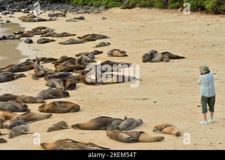 Touristen fotografieren Seelöwen am Strand, Nationalpark Galapagos-Inseln, Insel Santa Fe, Ecuador Stockfoto