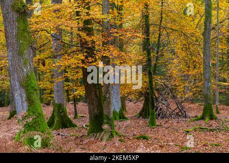 New Forest, Hampshire, Großbritannien. 13.. November 2022. Wetter in Großbritannien: Ein schöner warmer Herbsttag mit sonnigen Intervallen im New Forest, während die Herbstfarben auf dem Rhinefield Ornamental Drive entlang des Tall Trees Trail spektakulär aussehen. Quelle: Carolyn Jenkins/Alamy Live News Stockfoto