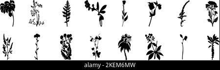 Ein großer Satz von Blumen und Pflanzen. Sammlung von Pflanzen, Blumen und Kräutern. Schwarze Silhouetten von Pflanzen. Botanische Muster. Stock Vektor