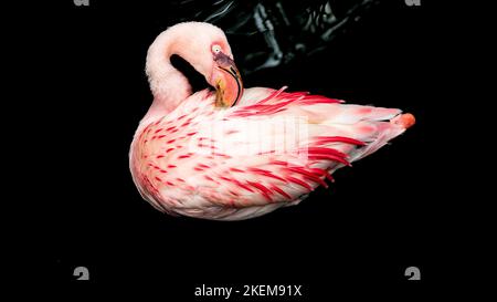Ein rosa kleiner Flamingo auf dem schwarzen Hintergrund Stockfoto