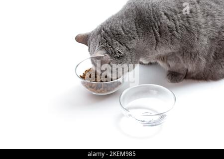 Britische Erwachsene fette Katze isst trockenes Futter aus einer transparenten Schüssel. In der Nähe befindet sich eine Schüssel mit Wasser. Weißer Hintergrund Stockfoto