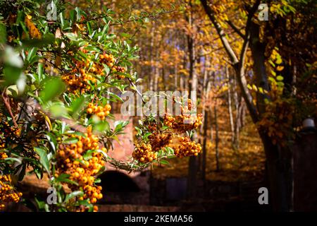 Feuer Dornbusch voller orangefarbener Beeren im Wald. Natürlicher Hintergrund. Stockfoto