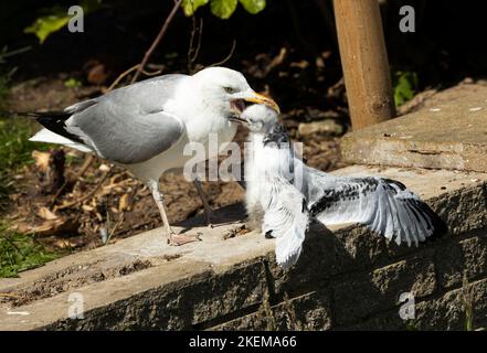 Die Herring-Möwe wird verspinnen, aber sie sind Opportunisten, die alles vorwegnehmen werden, was sie für möglich halten. Hier greift man ein Kittiwake-Küken an Stockfoto