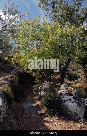 Anaxos-Szenen. Hügelpfad über dem Dorf Anaxos, Insel Lesbos. Oktober 2022. Herbst. Stockfoto