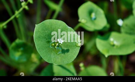 Eine Nahaufnahme eines Bergarbeitersalat (Claytonia perfoliata) vor verschwommenem Hintergrund Stockfoto