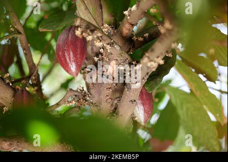 Rote Kakaoschote auf Baum mit neuer Blumenansicht Stockfoto