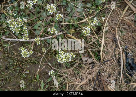 Englisch Scurvygrass, NW-England-Küste Stockfoto