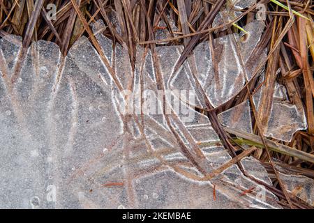 Schmelzendes Eis am Rand der Frühlingspools, Greater Sudbury, Ontario, Kanada Stockfoto