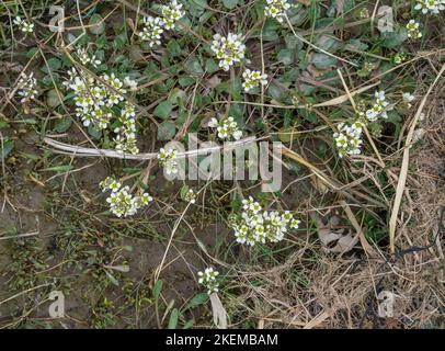 Englisch Scurvygrass, NW-England-Küste Stockfoto