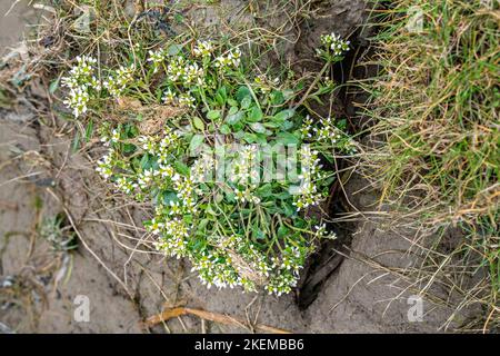 Englisch Scurvygrass, NW-England-Küste Stockfoto