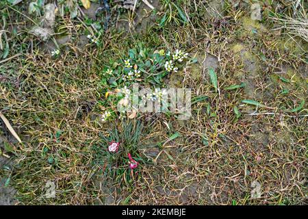 Englisch Scurvygrass, NW-England-Küste Stockfoto