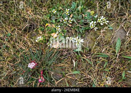 Englisch Scurvygrass, NW-England-Küste Stockfoto