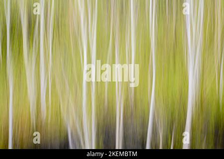 Frühes Frühlingslaub, das in Birken, Greater Sudbury, Ontario, Kanada, auftaucht Stockfoto