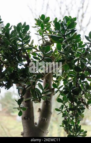 Eine wunderbare, große Crassula ovata auf der Fensterbank, Oval crassula, umgangssprachlich auch der Geldbaum genannt Stockfoto