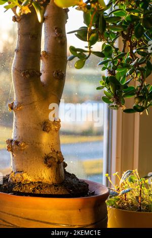 Eine wunderbare, große Crassula ovata auf der Fensterbank, Oval crassula, umgangssprachlich auch der Geldbaum genannt Stockfoto
