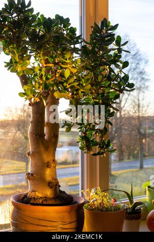 Eine wunderbare, große Crassula ovata auf der Fensterbank, Oval crassula, umgangssprachlich auch der Geldbaum genannt Stockfoto